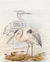 Heron